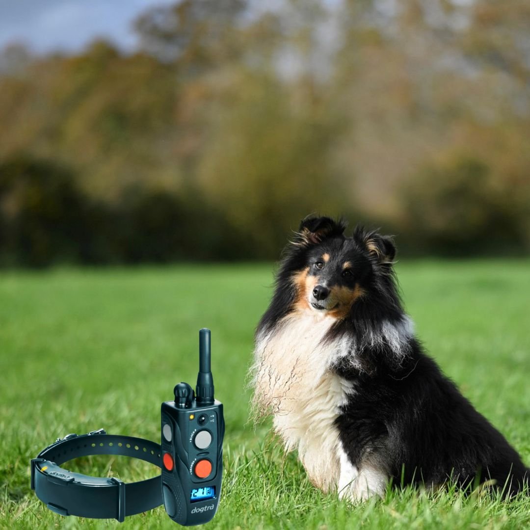 Szkolenie z obroży elektronicznej - 4 lipca 2026 r., Iława