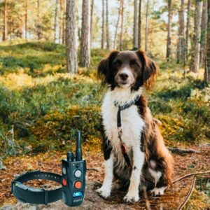 Szkolenie z obroży elektronicznej – 15 sierpnia 2026 r., Wrocław